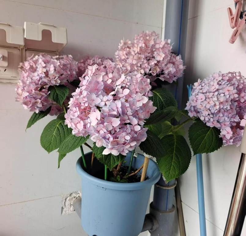 291657ee1c273b7f6ce6c4fa170b5ac